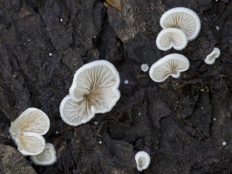 Crepidotus kubickae